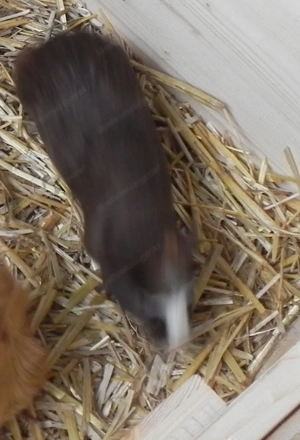 Meerschweinchen Bild 3