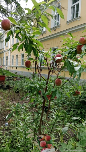 Für vergebene Frau, die es nicht machen kann  Bild 4