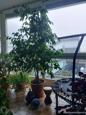 Ficus Benjamin Baum Bild 3