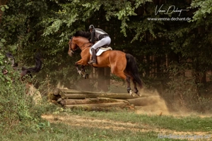 Reitbeteiligung gesucht Bild 2