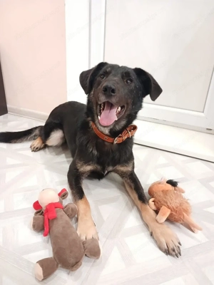 Junger lieber Roni sucht ....