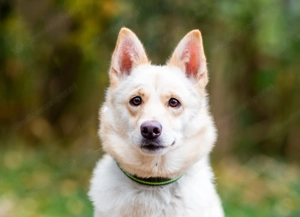 Weiße Schönheit Elsa sucht Familie Bild 2