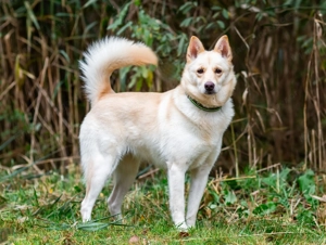 Weiße Schönheit Elsa sucht Familie Bild 4