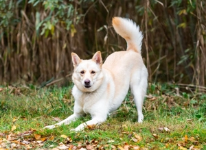 Weiße Schönheit Elsa sucht Familie Bild 5