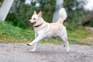 Weiße Schönheit Elsa sucht Familie Bild 3