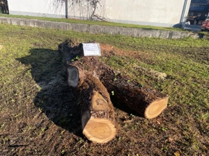 Verkaufe frisch gefällten Nussbaum-Stamm