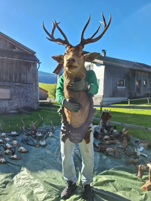 Hirschkopf Hirschgeweih