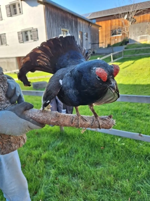 Auerhahn präpariert 