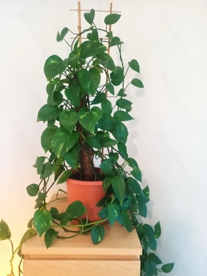 Schöne grüne Zimmerpflanze