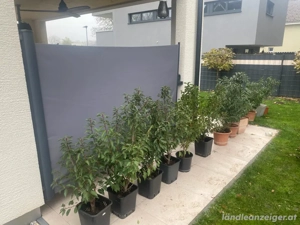 13 Kirschlorbeersträucher günstig abzugeben
