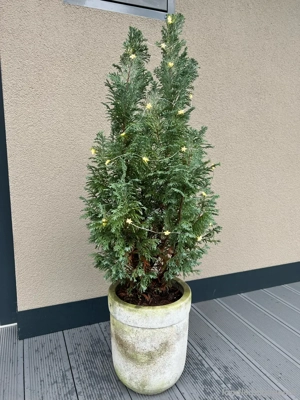 Weihnachtsbaum