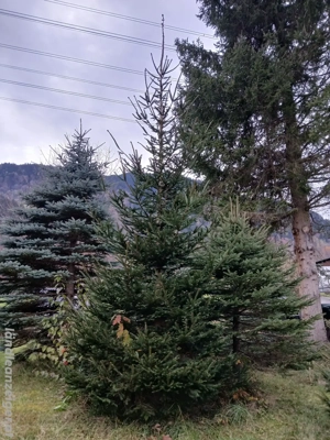 Christbaum   Weihnachtsbaum ab 3 m bis 8 m Bild 2