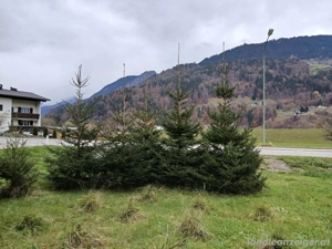 Christbaum   Weihnachtsbaum ab 3 m bis 8 m Bild 3