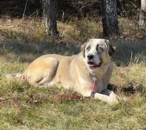 Lady Anne freut sich auf IHRE Menschen Bild 3