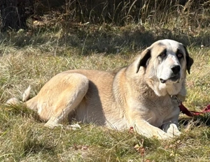Lady Anne freut sich auf IHRE Menschen Bild 5