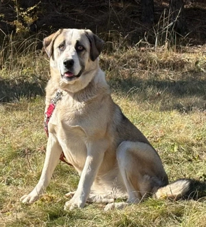 Lady Anne freut sich auf IHRE Menschen Bild 4