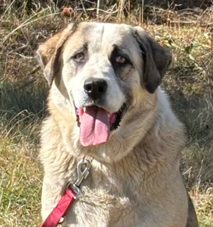 Lady Anne freut sich auf IHRE Menschen Bild 8