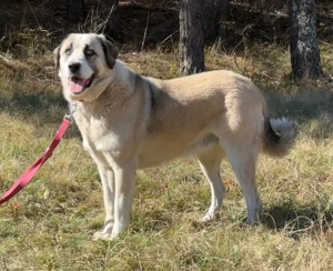 Lady Anne freut sich auf IHRE Menschen Bild 6