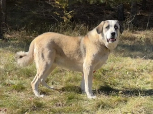 Lady Anne freut sich auf IHRE Menschen Bild 7