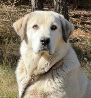 Lady Diana möchte IHNEN Freude bereiten Bild 5