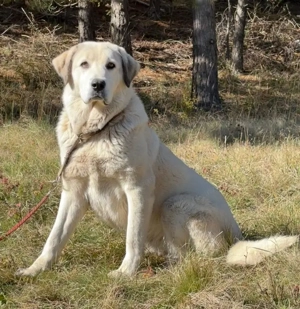 Lady Diana möchte IHNEN Freude bereiten Bild 2