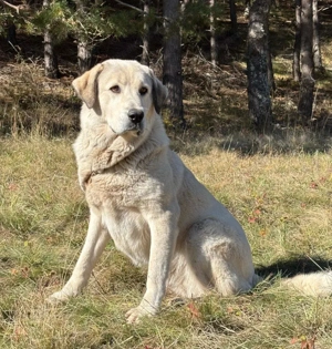 Lady Diana möchte IHNEN Freude bereiten Bild 4