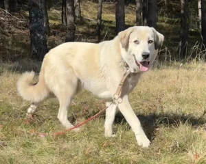 Lady Diana möchte IHNEN Freude bereiten