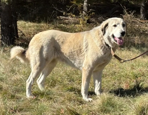 Lady Diana möchte IHNEN Freude bereiten Bild 3