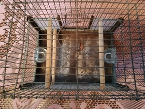 Vogelkäfig über 120 Jahre alt, Vintage, Antik Bild 3