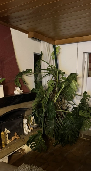 Monstera groß und buschig 
