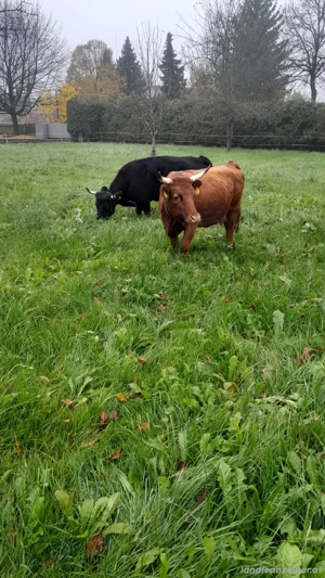 trächtige Dexterkühe