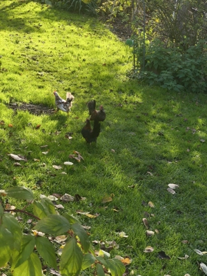 Hähne zu verschenken  Bild 2