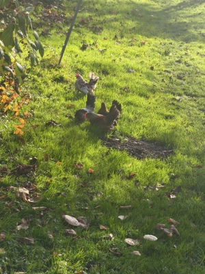 Hähne zu verschenken 