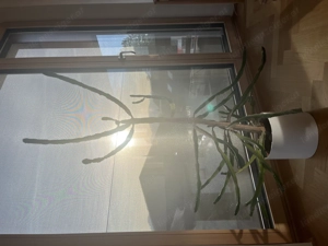 Dreikantiger Wolfsmilch-Kaktus   Zimmerpflanze  Bild 2