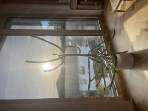 Dreikantiger Wolfsmilch-Kaktus   Zimmerpflanze 