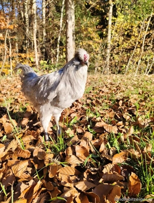 Lavender Araucana Hähne 