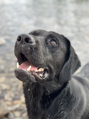 Labrador sucht ein Liebevolles Zuhause 