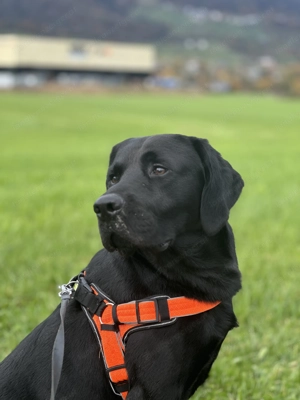 Labrador sucht ein Liebevolles Zuhause  Bild 4