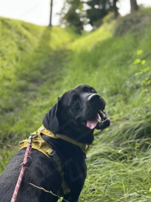 Labrador sucht ein Liebevolles Zuhause  Bild 6