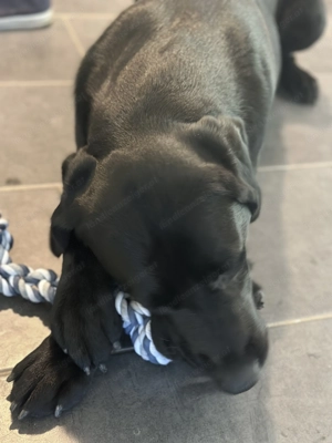 Labrador sucht ein Liebevolles Zuhause  Bild 5