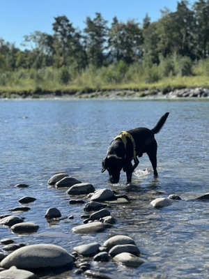 Labrador sucht ein Liebevolles Zuhause  Bild 3