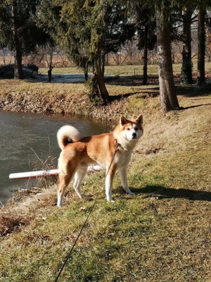 wunderschöner reinrassiger japanischer Akita Rüde sucht umständehalber ein neues Zuhause  Bild 3