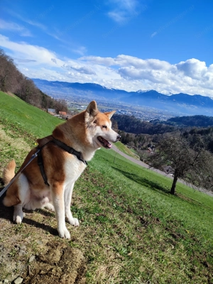wunderschöner reinrassiger japanischer Akita Rüde sucht umständehalber ein neues Zuhause  Bild 2