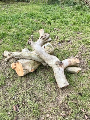 Holz zu verschenken (Platane) Bild 2
