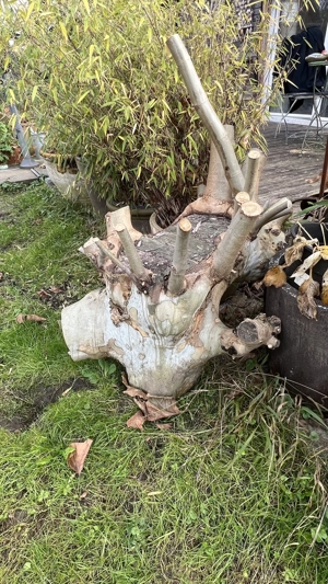 Holz zu verschenken (Platane) Bild 3