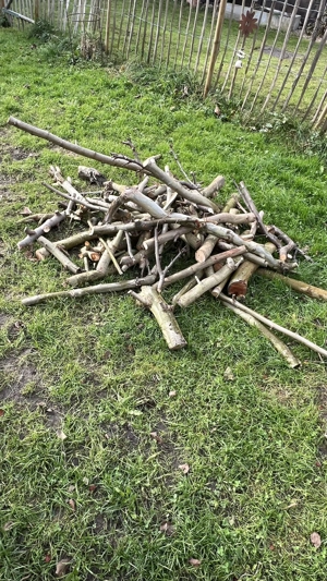 Holz zu verschenken (Platane) Bild 5