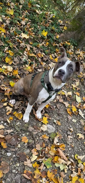 Liebe voller Amstaff sucht neues Zuhause  