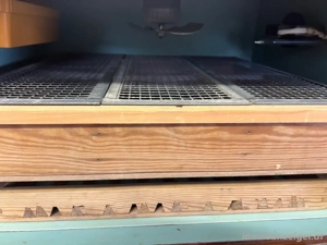 Großer Brutautomat Bild 5