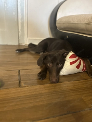 Welpen zum verschenken!! Bild 2