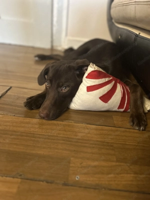 Welpen zum verschenken!!